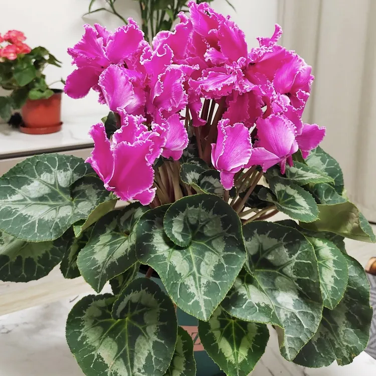 芭蕾舞者仙客来盆栽丛生庭院植物清香新手易养护爆花强喜水