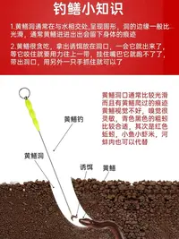 鳝鱼钩鳝鱼片主播现抓