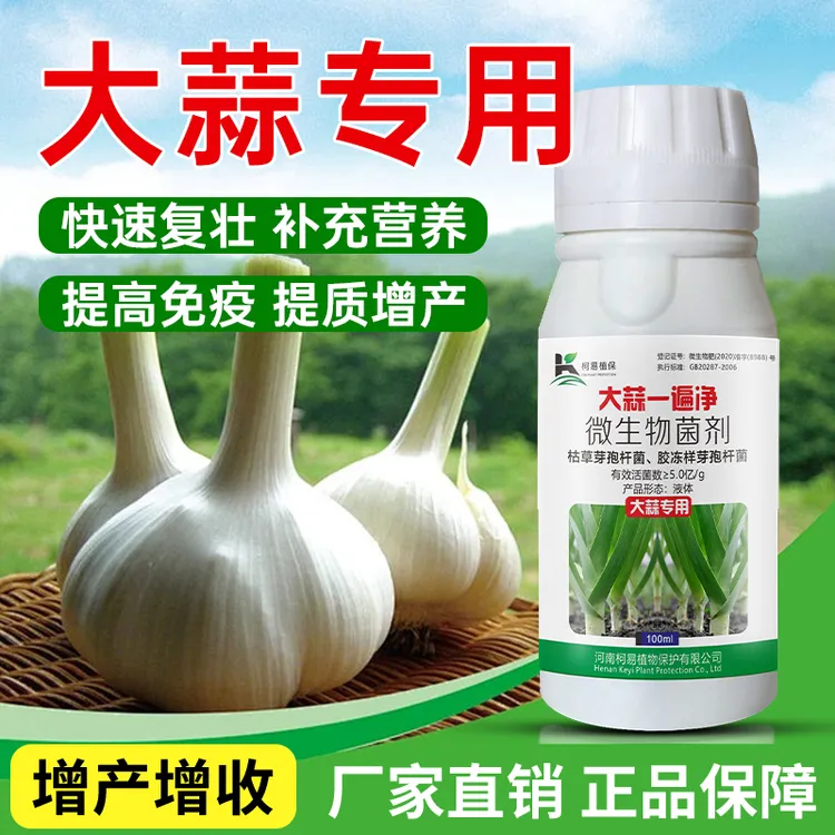 大蒜一遍净大蒜干尖黄叶提高大蒜抗性快速复壮提质增收专用菌肥