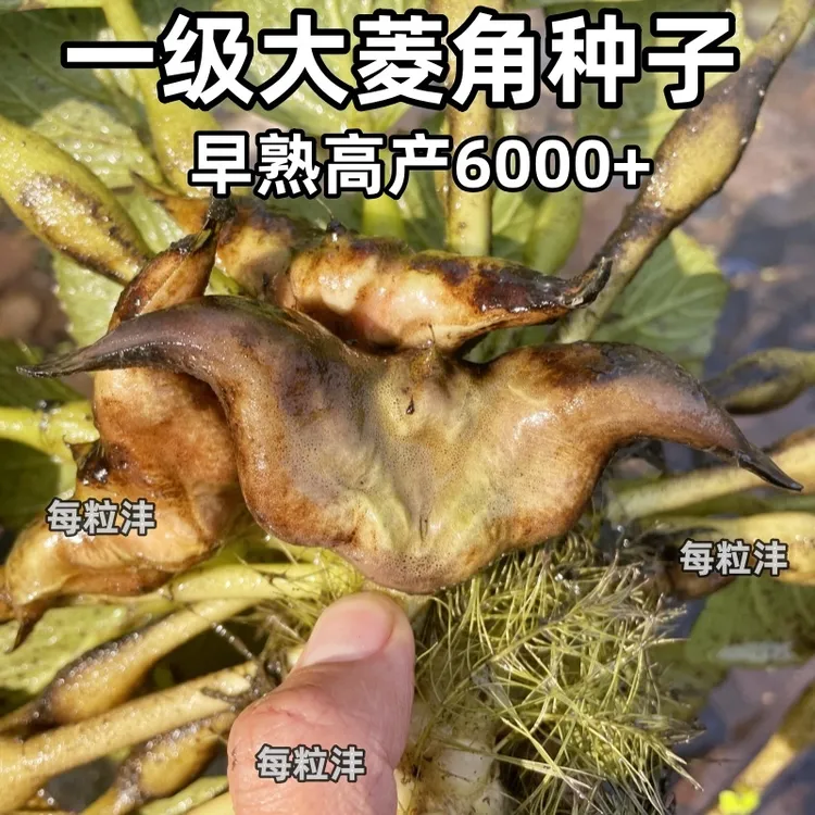 大菱角种子改良特早熟高产青菱角种子菱角苗红菱角种子特大菱角种