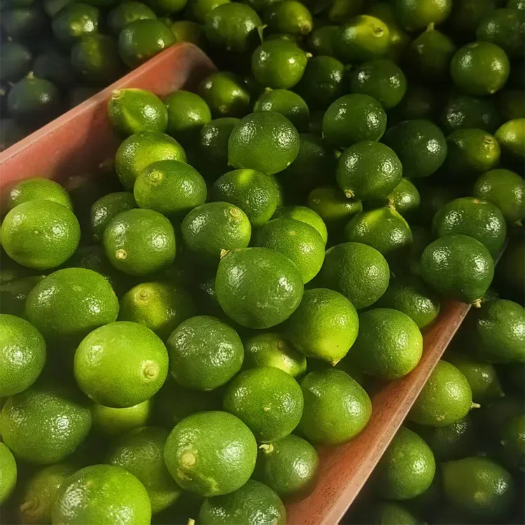 海南青金桔酸爽多汁皮薄酱料新鲜现摘小青橘青柑小青柠包邮