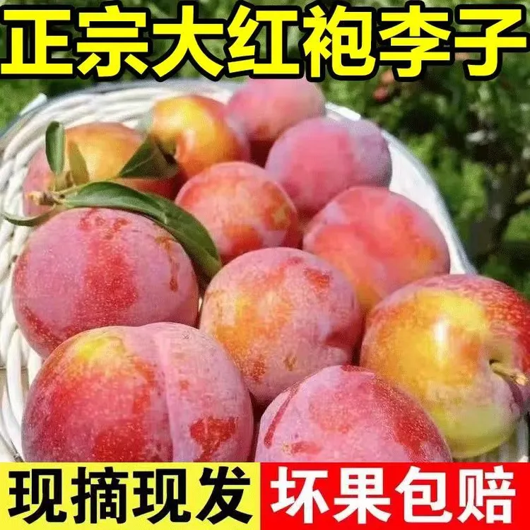 【稀有巨大】东北大红袍李子新鲜水果酸甜黄心脱骨李子当季孕妇水果
