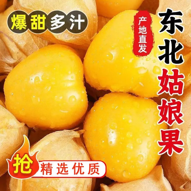 东北姑娘果新鲜大果特产水果灯笼果产地直发鲜甜多汁