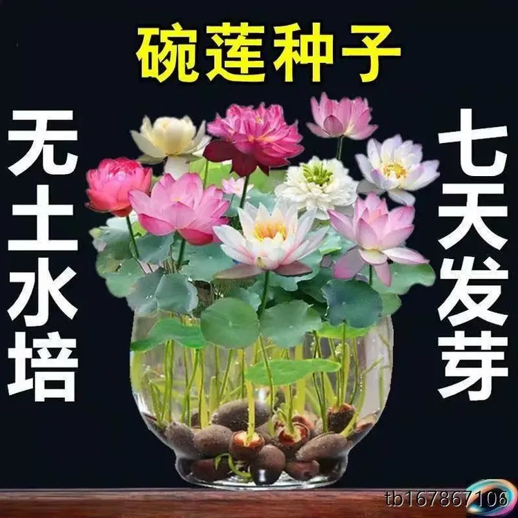 （）水生碗莲种子水培植物四季种易活花卉睡莲荷花种子