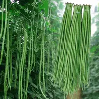 【满五包包邮】特长豆角种子无筋高产豇豆四季种子抗虫耐寒耐热速生