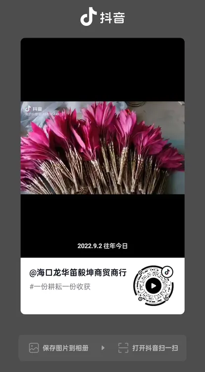 切支鸿运当头富贵竹水培绿植室内盆栽净化空气好养易活