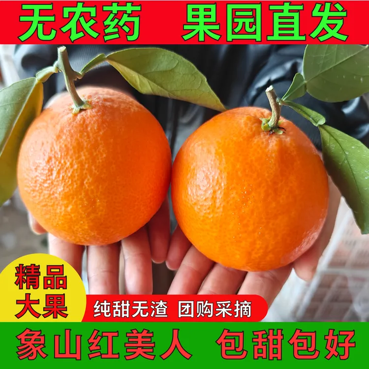 （家庭装）正宗象山红美人柑橘当季新鲜水果爱媛28号现摘产地直发