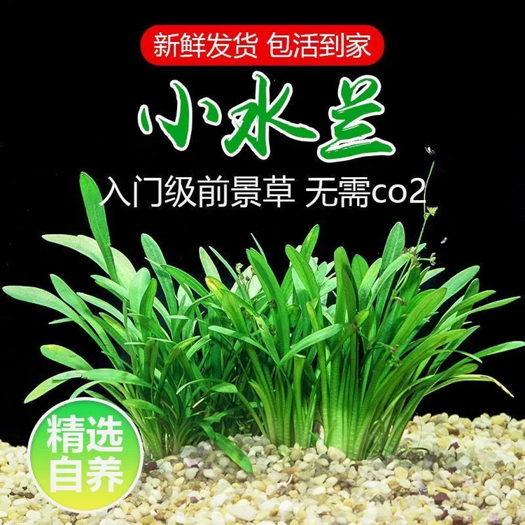 迷你小水兰草缸造景前景草新手入门阴性水草好养易活懒人活体水草