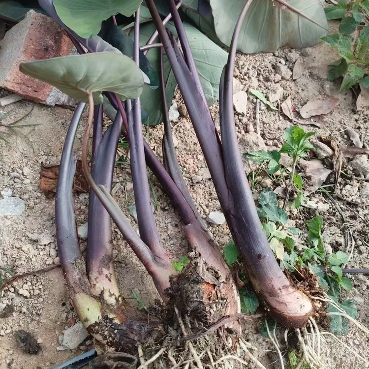 广西新鲜野生紫芋紫梗芋紫象耳芋大型户外庭院绿植绿色盆栽花卉