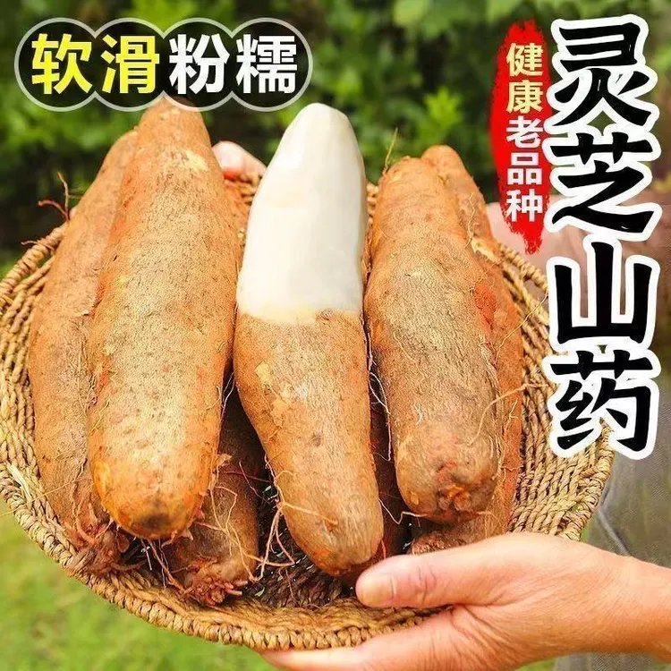 云南灵芝山葯新鲜白肉正宗现挖批发蔬菜淮山铁棍麻特产老少皆宜