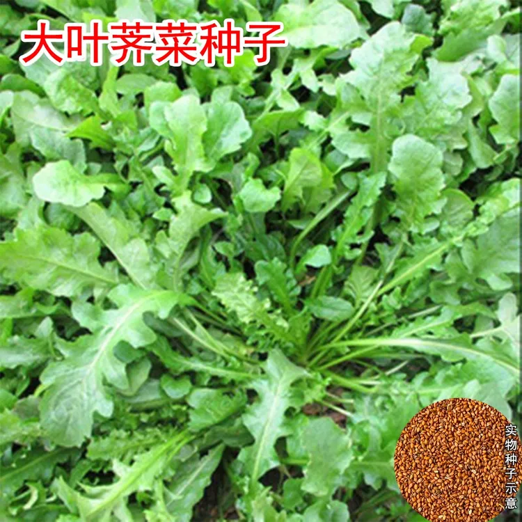 【大叶荠菜种子】大叶荠菜种子阳台盆栽小院家庭菜园蔬菜种子种植商品图
