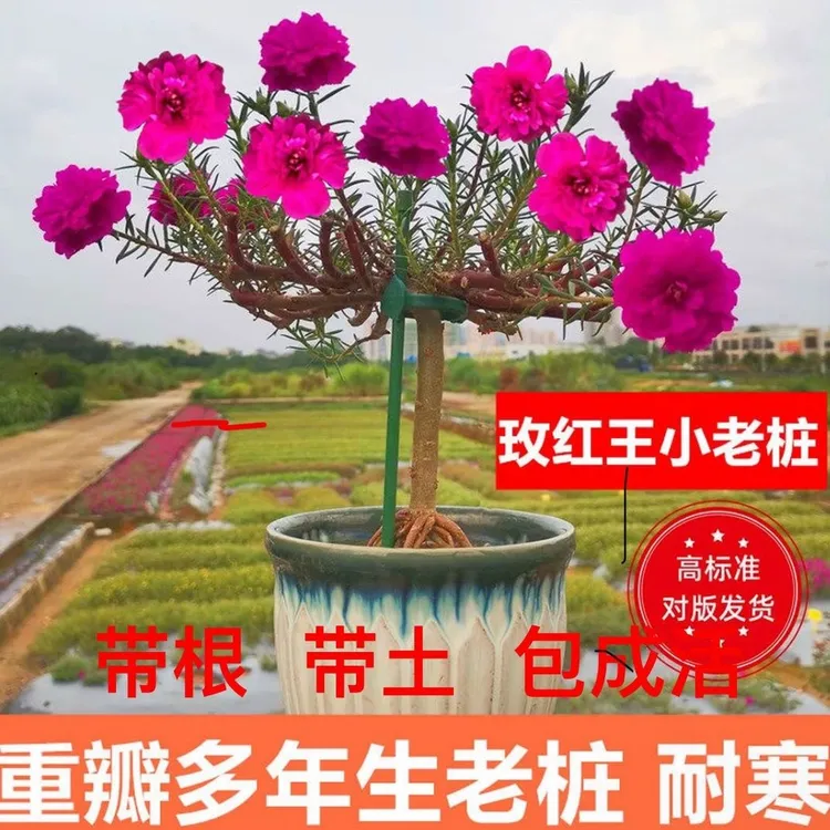 多年生耐热太阳花老桩带根可越冬适合室内外四季开花花卉