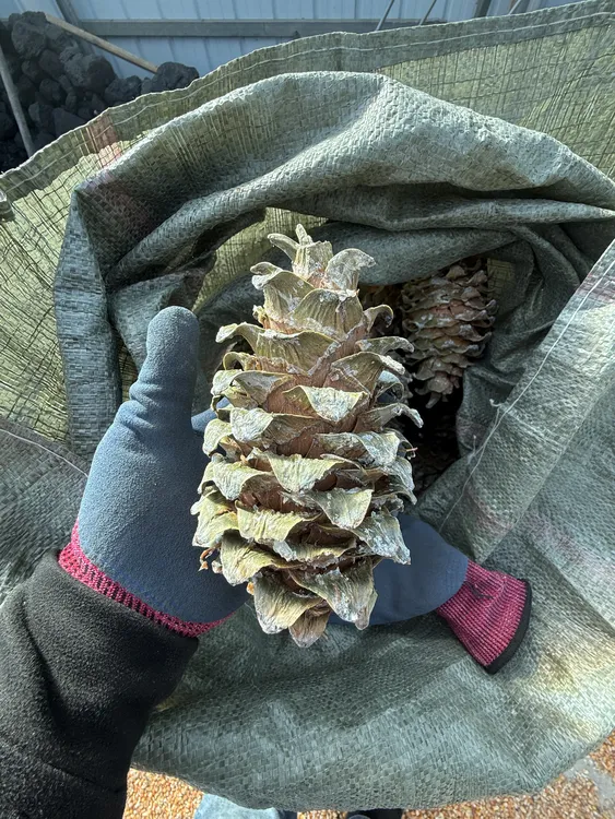 原味开口松子东北特产