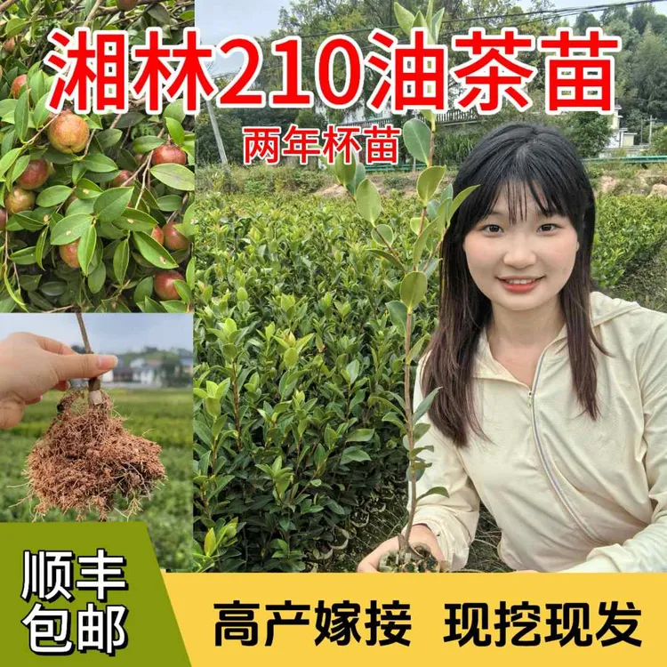 【基地直发】湘林210两年杯苗高产嫁接中大果包邮带土发货油茶苗