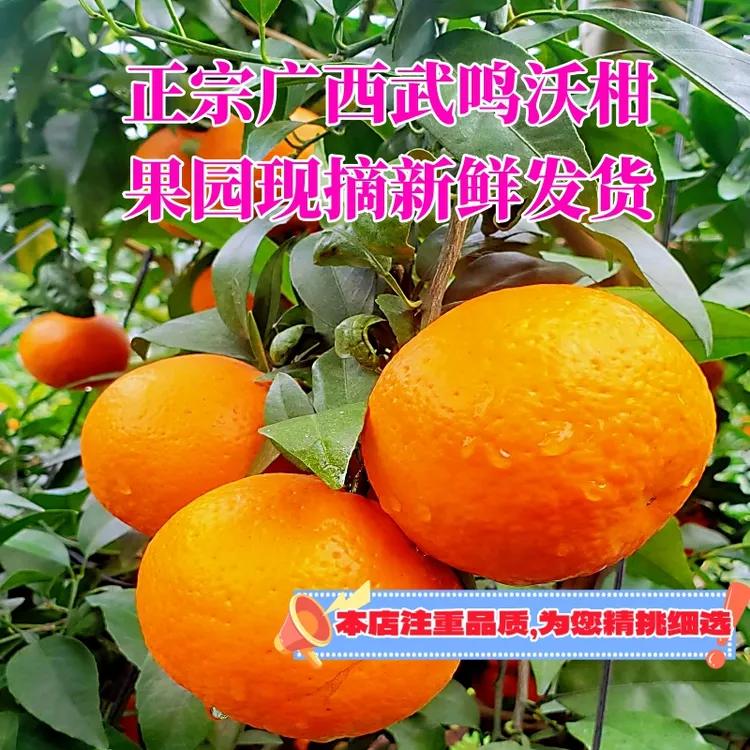 广西武鸣沃柑水果，5.5斤9.5斤武鸣本地果园现摘新鲜发货，顺丰包邮