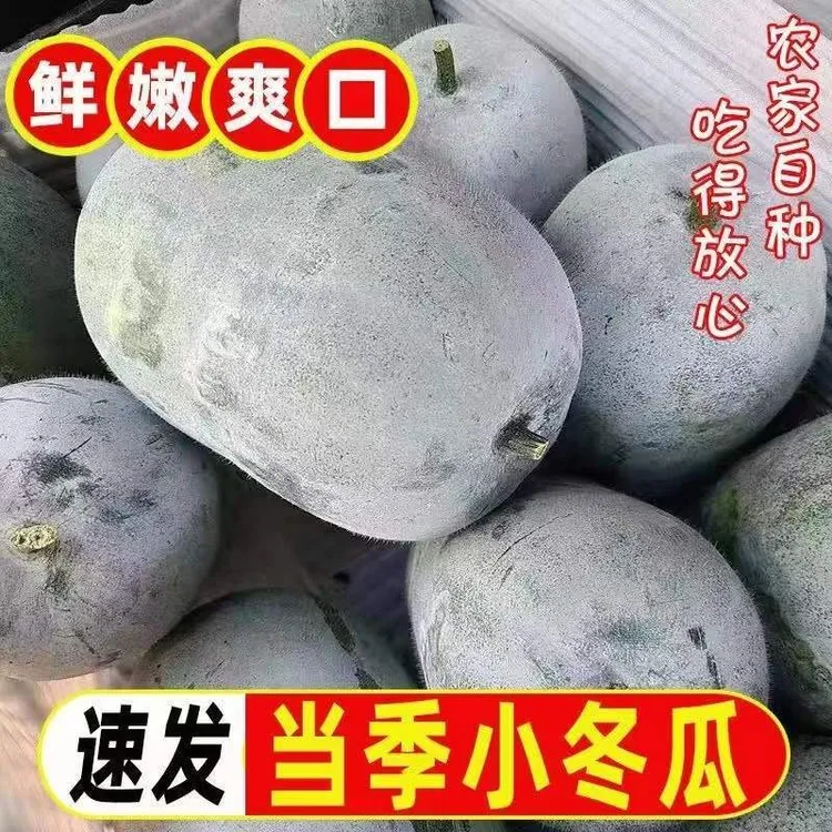 云南高原小冬瓜水果冬瓜挂霜冬瓜小长节白冬瓜翠玉嫩冬瓜应季蔬菜