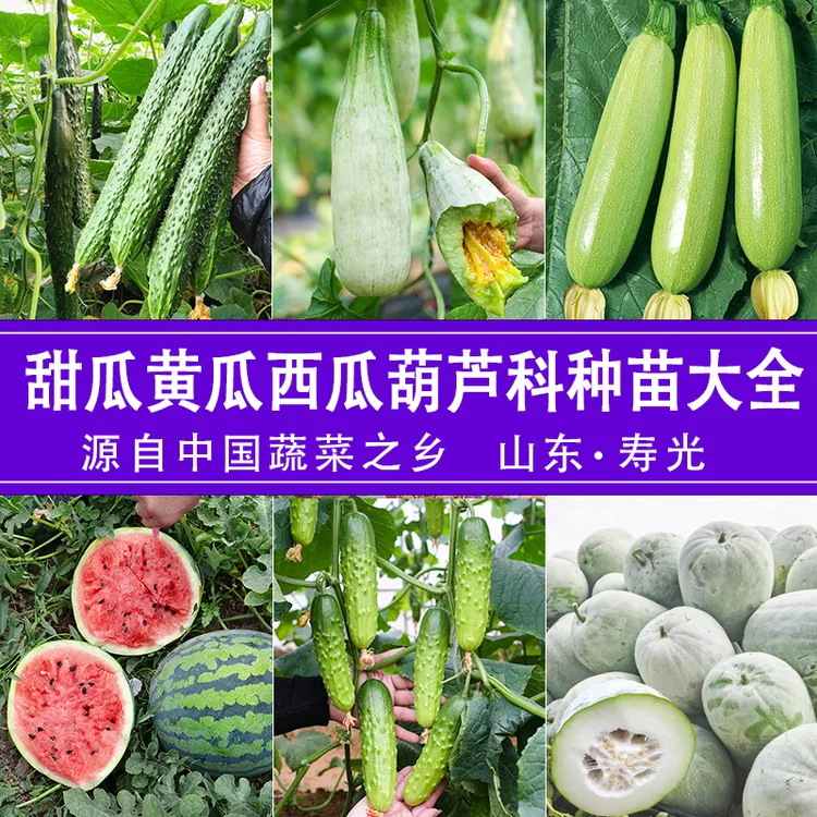 [甜瓜西瓜黄瓜蔬菜苗]葫芦科羊角蜜甜瓜苗水果黄瓜苗盆栽小西瓜苗