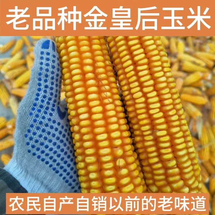 老品种金皇后（玉米棒）可食用可循环留种笨玉米可磨面玉米糁