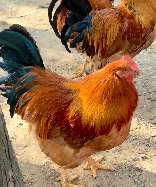 250天本地大扇鸡 5斤＋