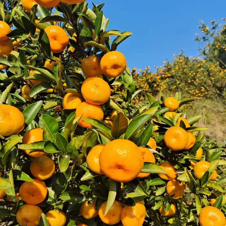 南丰蜜桔蜜广自家果园种植的现摘现发新鲜上市