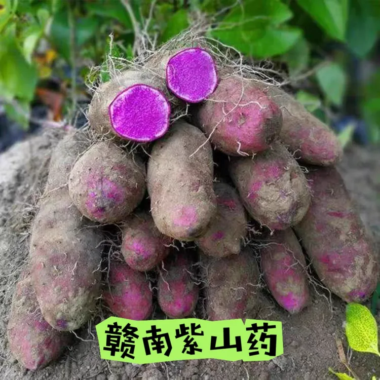 江西赣南新鲜紫山药铁棍山药安远特产脚板薯蔬菜玉淮山大薯天根