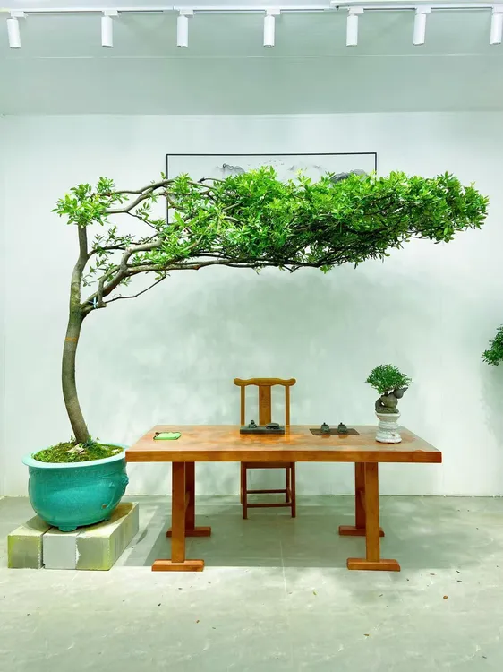 大冠幅海岛春花花伞状蘑菇型盆景