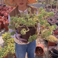 香格里拉39 多肉植物