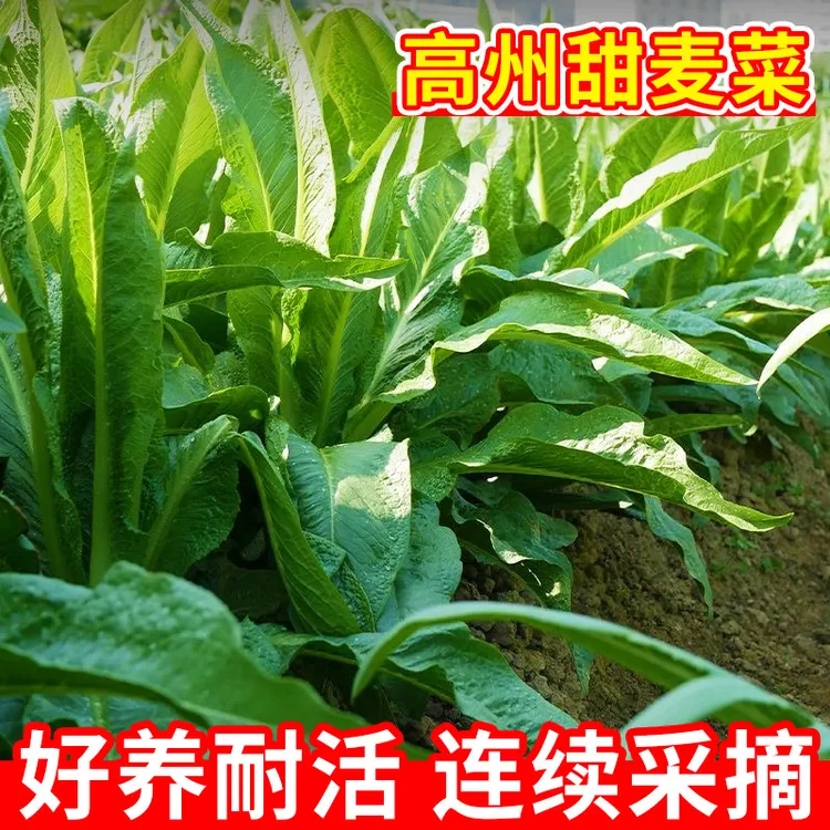 高州甜麦菜种子甜唛菜油麦菜甜麻菜种籽四季易种大棚露天苦麦菜孑