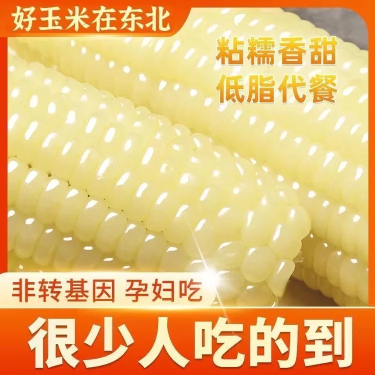 东北白糯玉米10支*240g-300g软糯香甜5-5.5斤