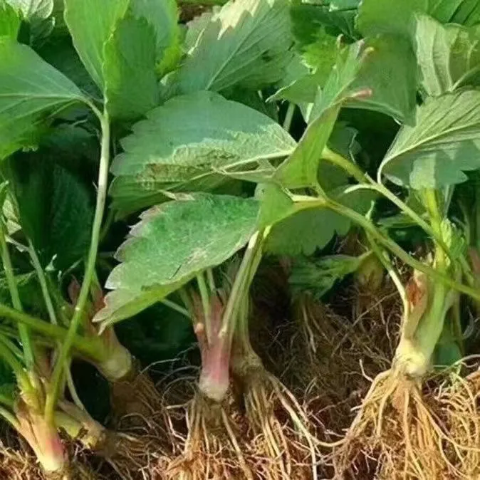 四季开花结果奶油苗盆栽室内花卉可阳台种植