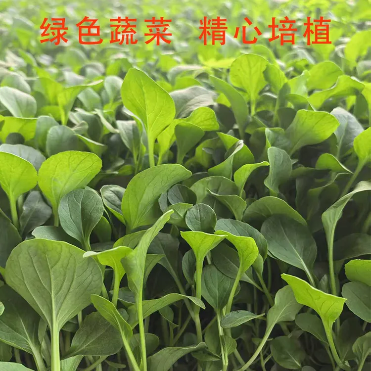 顺丰包邮新鲜鸡毛菜小油菜青菜清炒凉拌烧汤蔬菜绿色熊大家现摘嫩