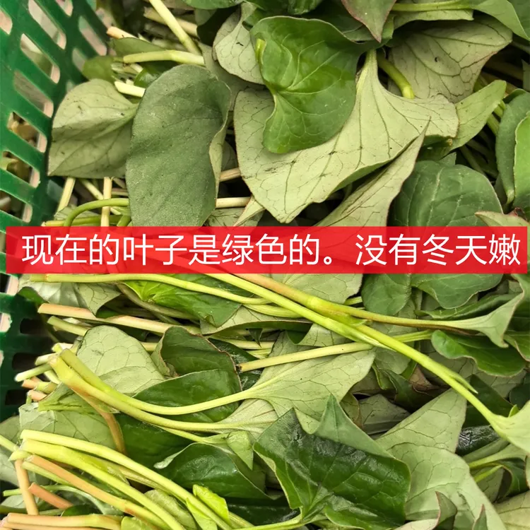 四川折耳根嫩叶嫩根各半鱼腥草猪鼻孔猪屁股当季蔬菜新鲜火锅菜