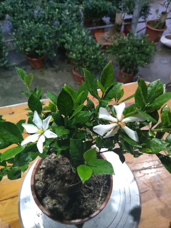 四季揽叶种子香水柠檬树栀子花盆栽耐热浓香室内外绿植花卉天荷