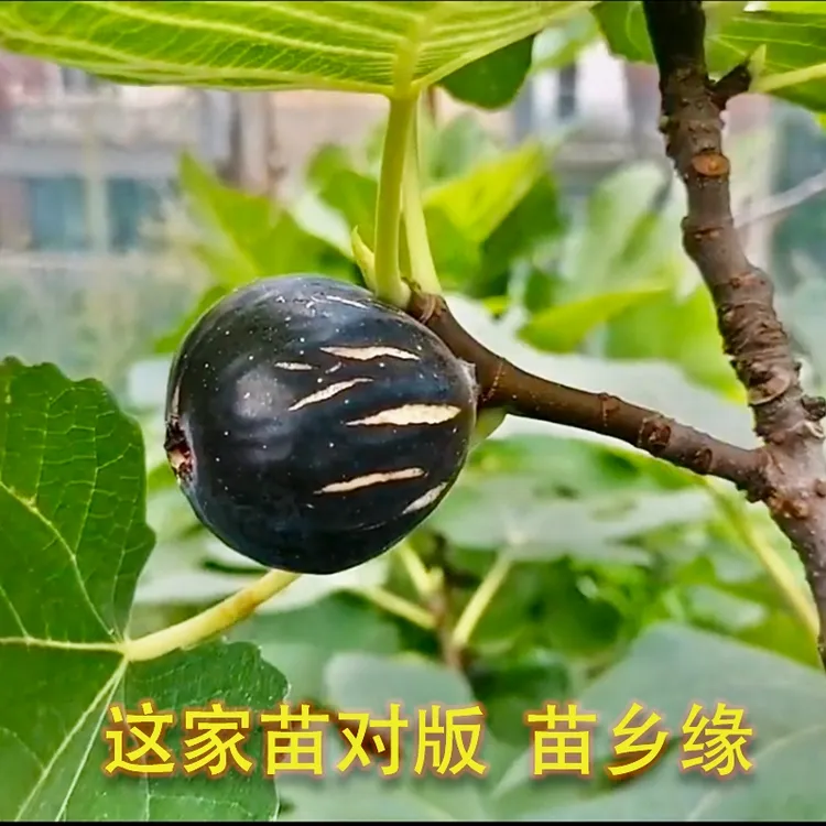 金傲芬格莱斯无花果杯苗青皮果树波姬红斯特拉日紫渴望久留米小苗