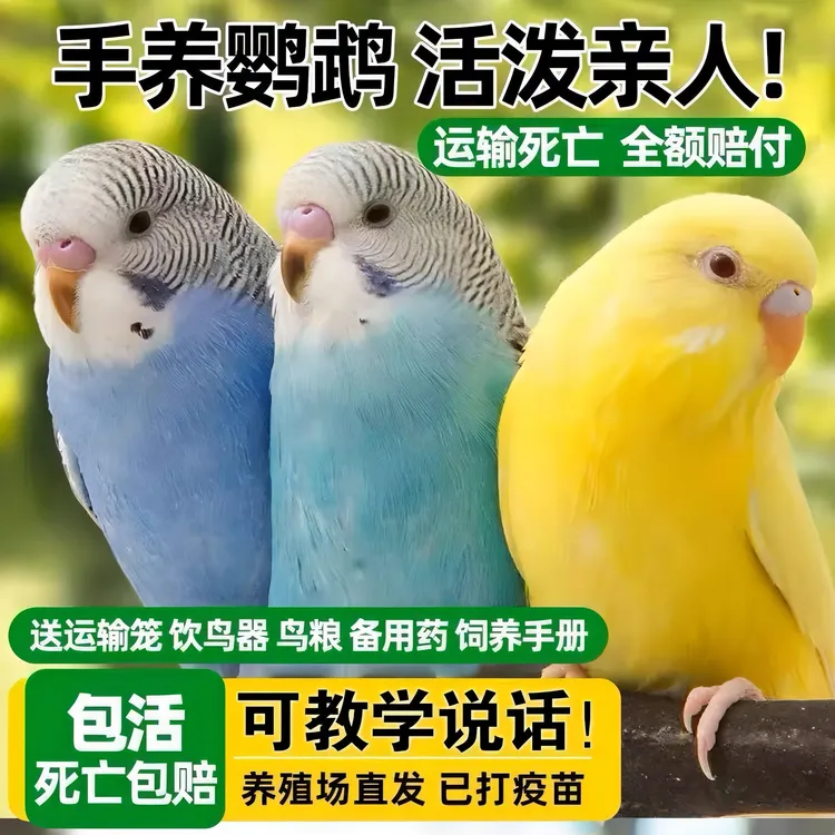 【单只鹦鹉】会学说话的虎皮鹦鹉会下蛋繁殖手养鸟活体鸟宠物鸟