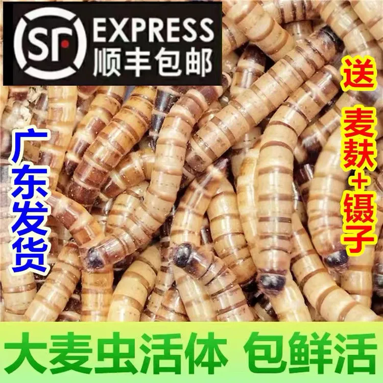 【顺丰包邮】4-5厘米左右大麦虫面包虫宠物鱼类鸟类龟类虫子饲料