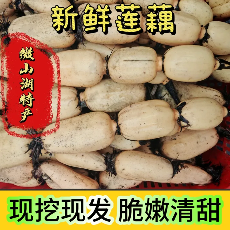 【新藕上市】微山湖九孔白莲藕当天现挖现发不漂白不泡药微山湖特产