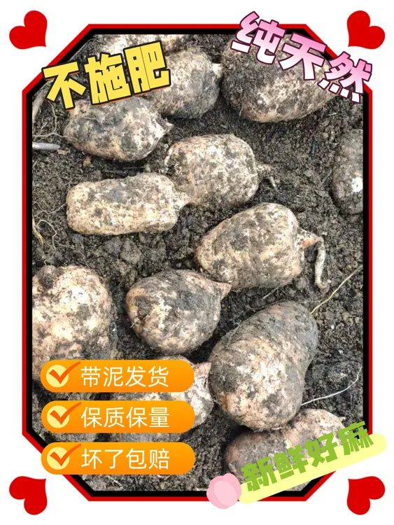天麻新鲜云南昭通小草坝现挖带泥发货炖鸡煲汤天麻正宗野外种植林