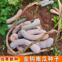 金钩南瓜种子黄狼甜面弯南瓜籽四季播田园庭院