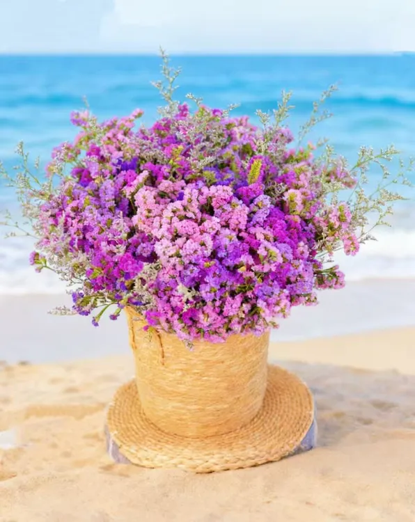 【两斤装勿忘我】到手两束四色勿忘我云南基地干花永生花摆件鲜花