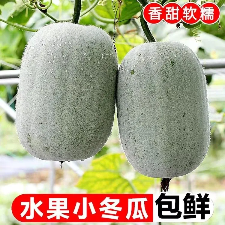 河南沙地现摘可生吃凉拌水果小冬瓜当季农家蔬菜