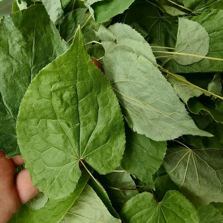 东北  野生淫羊藿