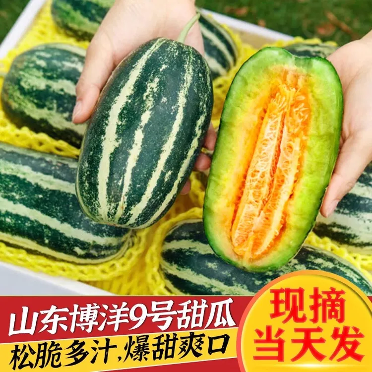 云南头茬博洋九号甜瓜羊角蜜春季甜瓜应季水果新鲜当季水果