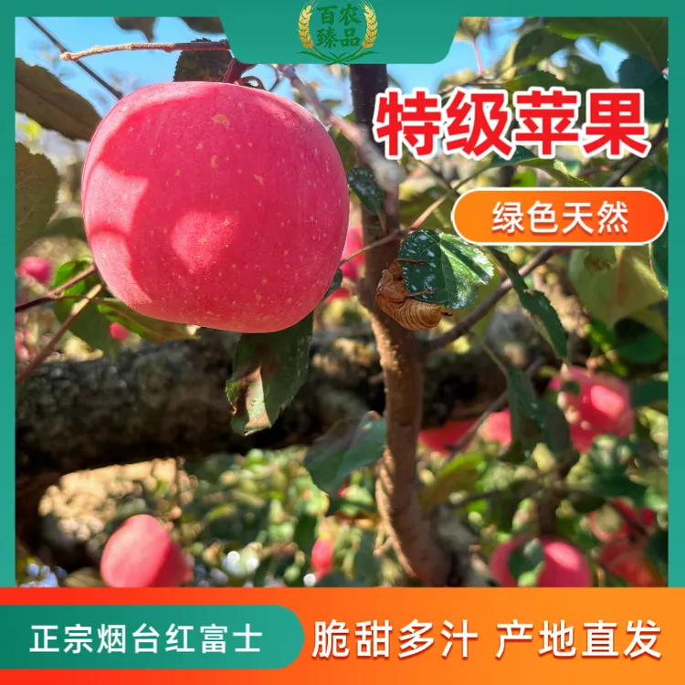 烟台红富士苹果当季新鲜水果脆甜多汁产地直发精品果现摘