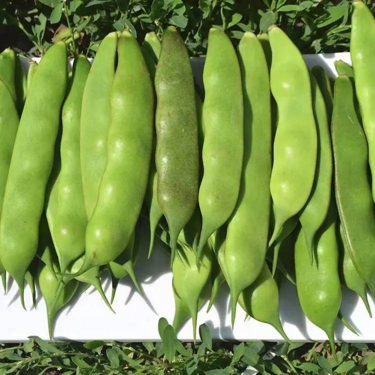 东北正宗新鲜油豆角无筋不柴开锅即烂新鲜蔬菜现摘现发九月青豆角