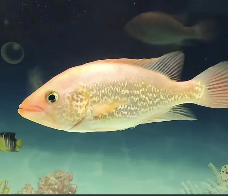 红老虎热带观赏鱼蓝吉罗观赏鱼