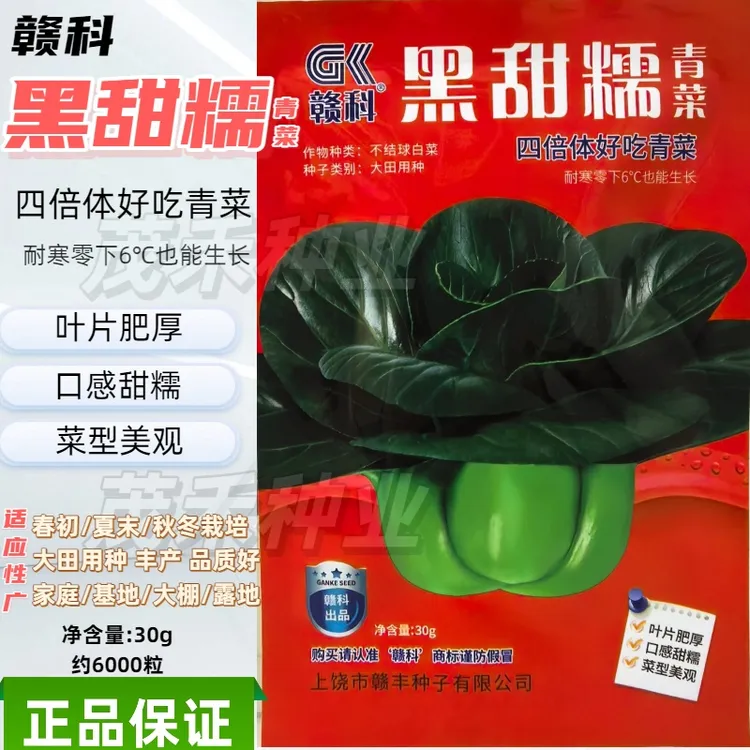 青菜黑甜糯青菜四倍体好吃青菜种子菜型美观口感甜糯蔬菜种子
