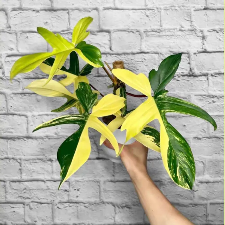 佛罗里达美人锦蔓绿绒飞机热带植物网红锦化ins热带高档绿植室内