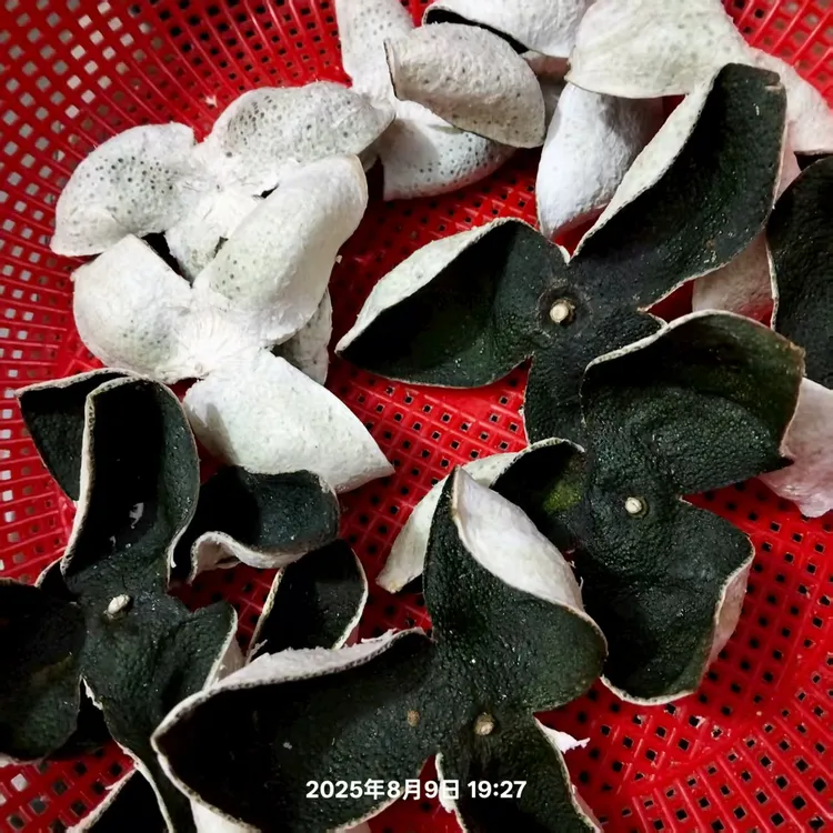 【2025年8月青皮 现摘现晒】30年老树青皮正宗特产茶枝柑鲜小青皮