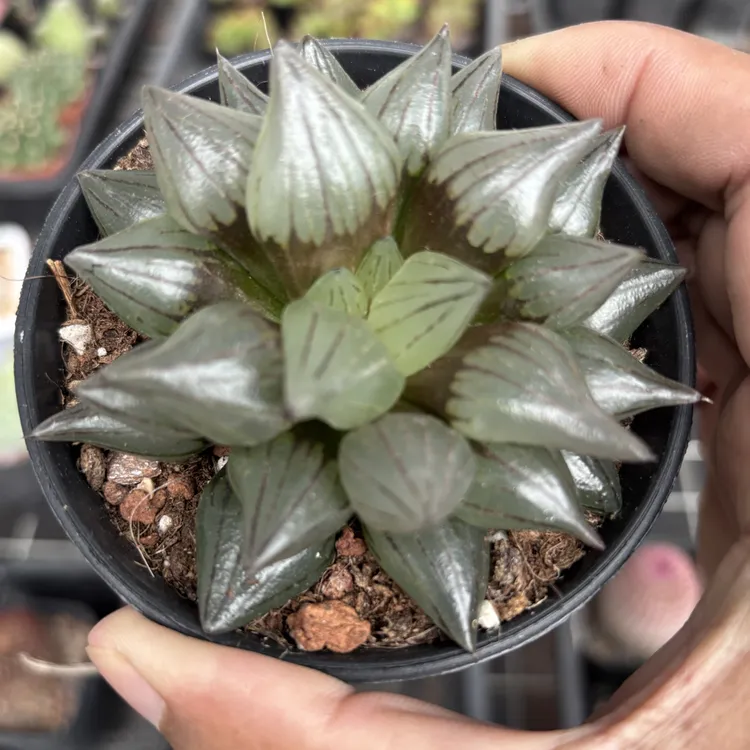 精品西瓜寿十二卷多肉植物盆栽带盆带土美观绿植花卉